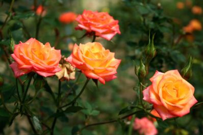 Orange Rosen: Die Top 10 Rosensorten in warmem Orange