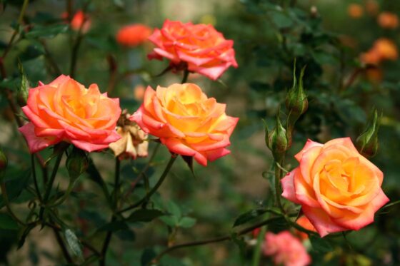 Wann erfolgt die letzte Düngung von Rosen?