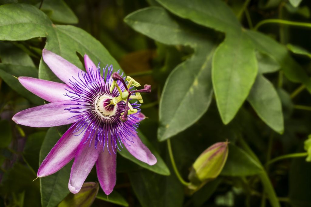 Passionsblume nah mit Knospe