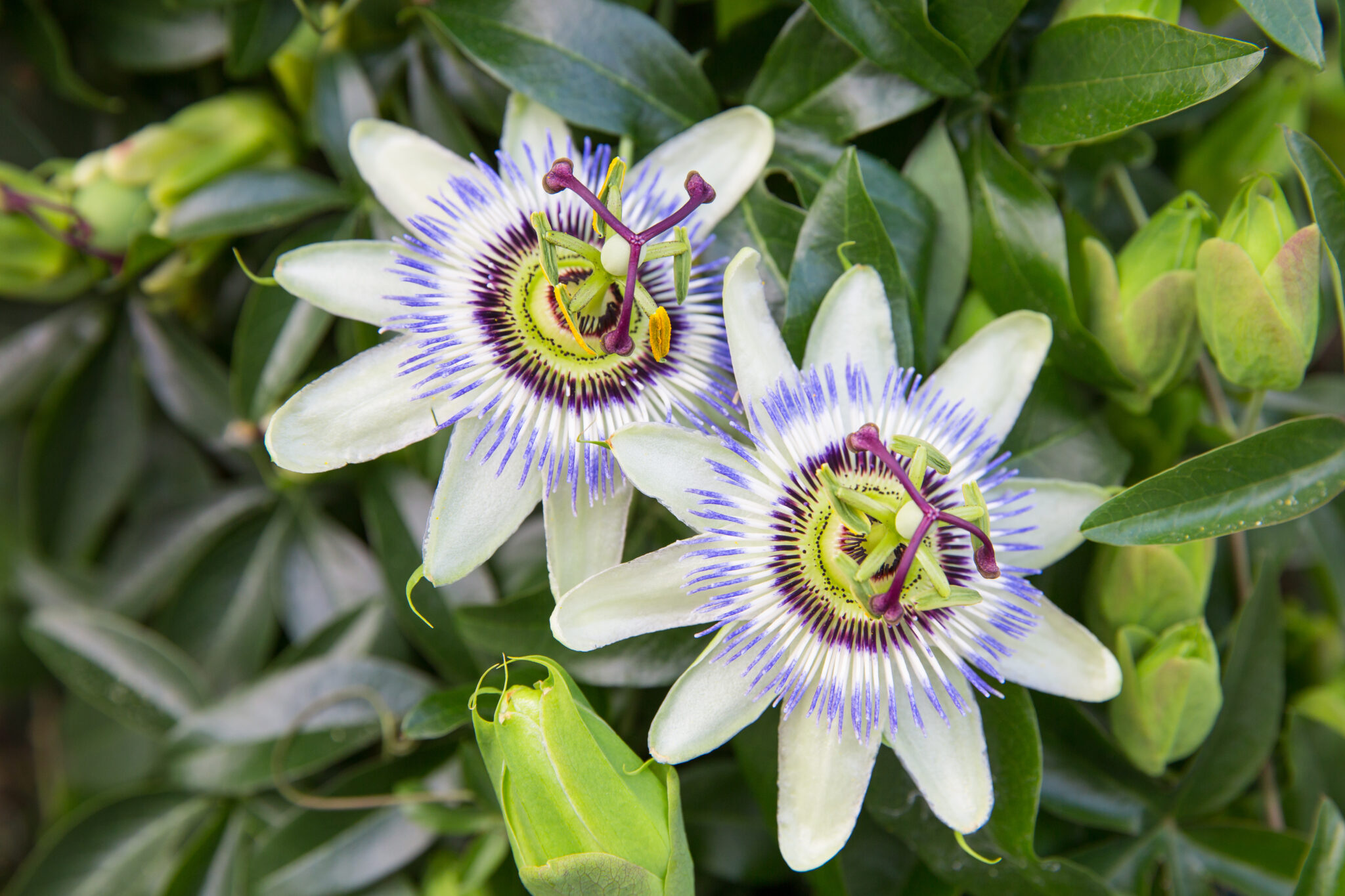 Passionsblume pflegen Tipps zum richtigen Schneiden, Düngen & Co