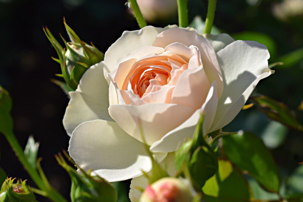 Rose Pastella