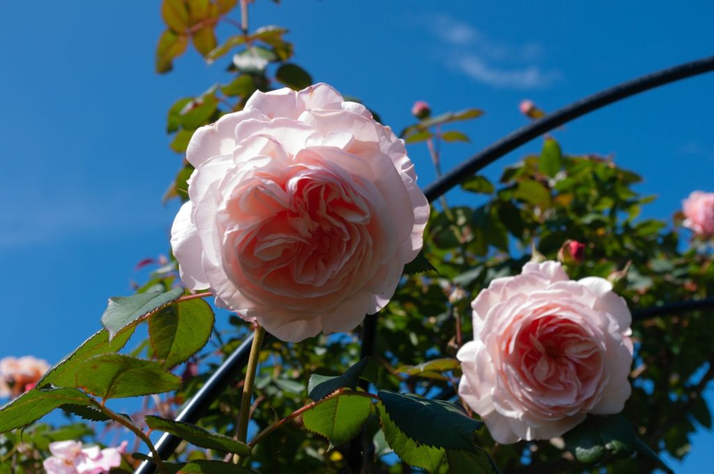 Englische Rosen Die 15 beliebtesten & schönsten Sorten Plantura
