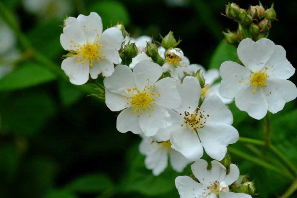 Rosa multiflora mit weißen Blüten