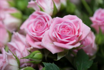 Rosa Rosen: Die 15 schönsten Rosensorten in Pink & Rosé