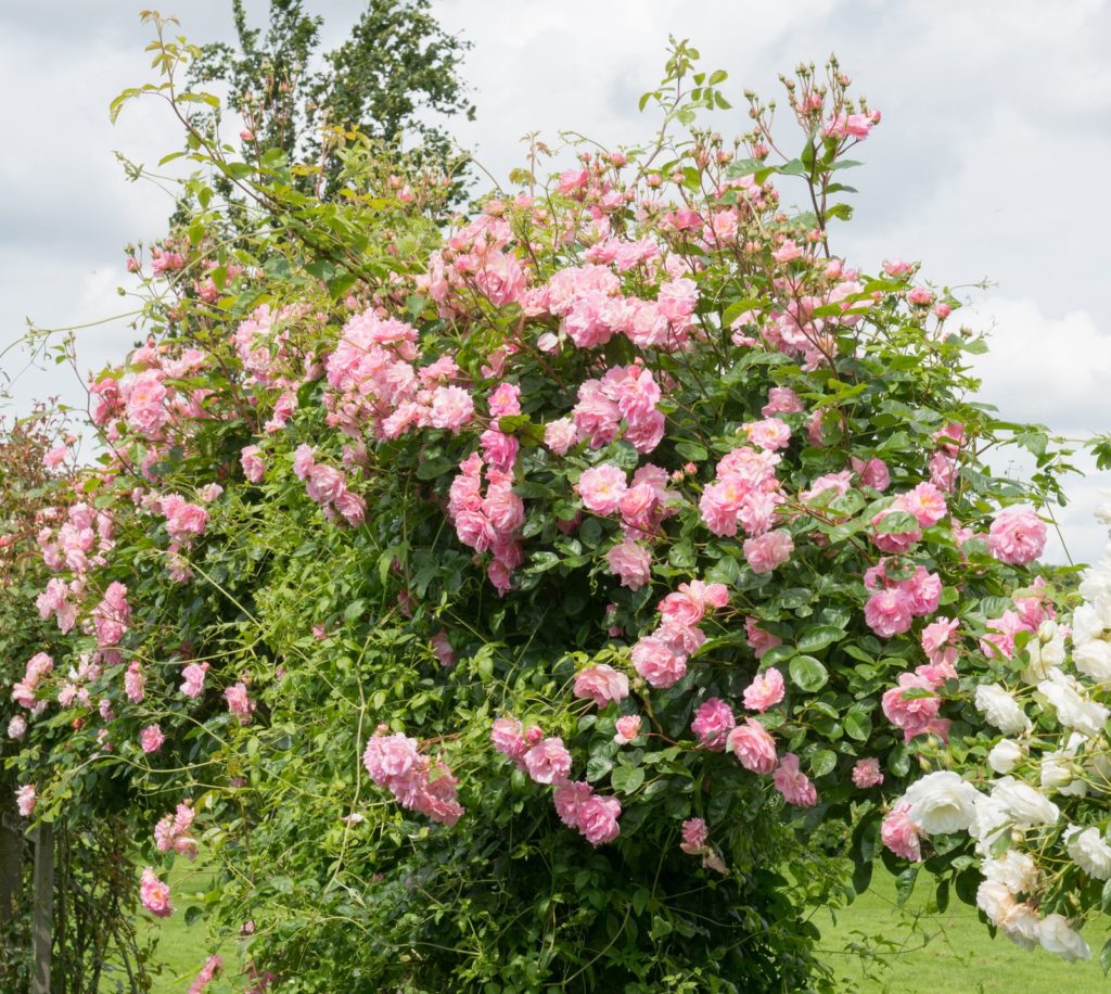 Rosa Rosen auf einem Rosenbogen