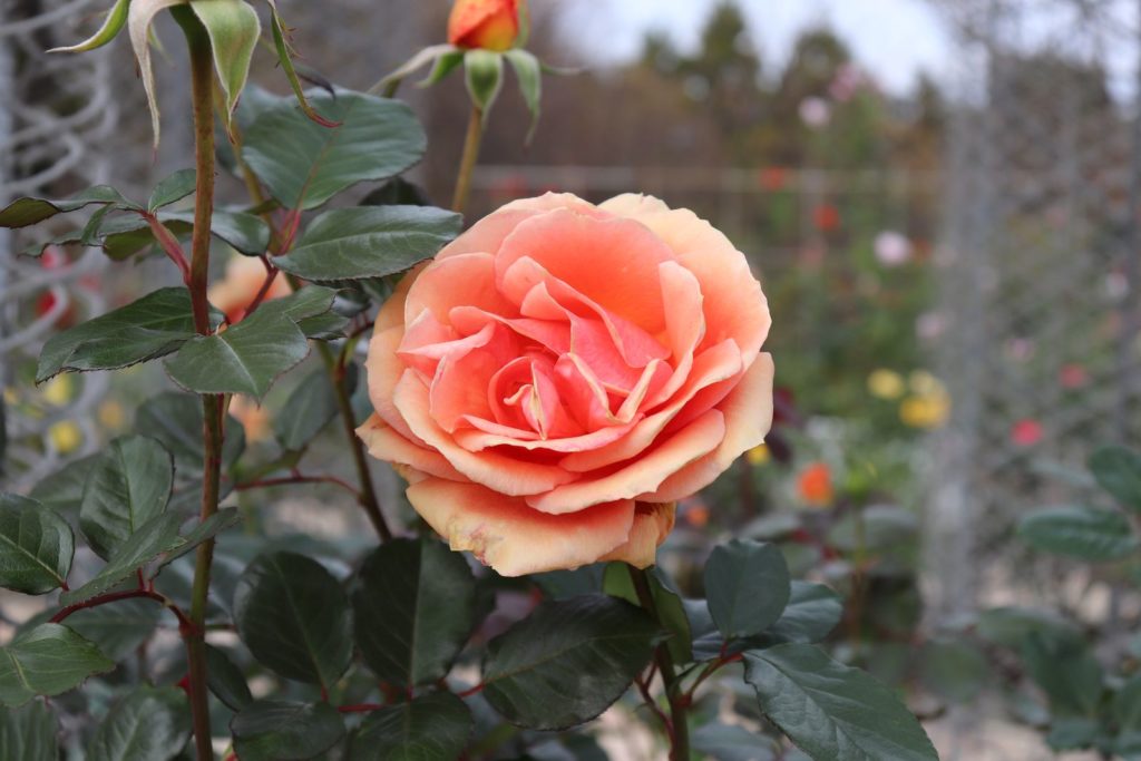 Rose Ashram