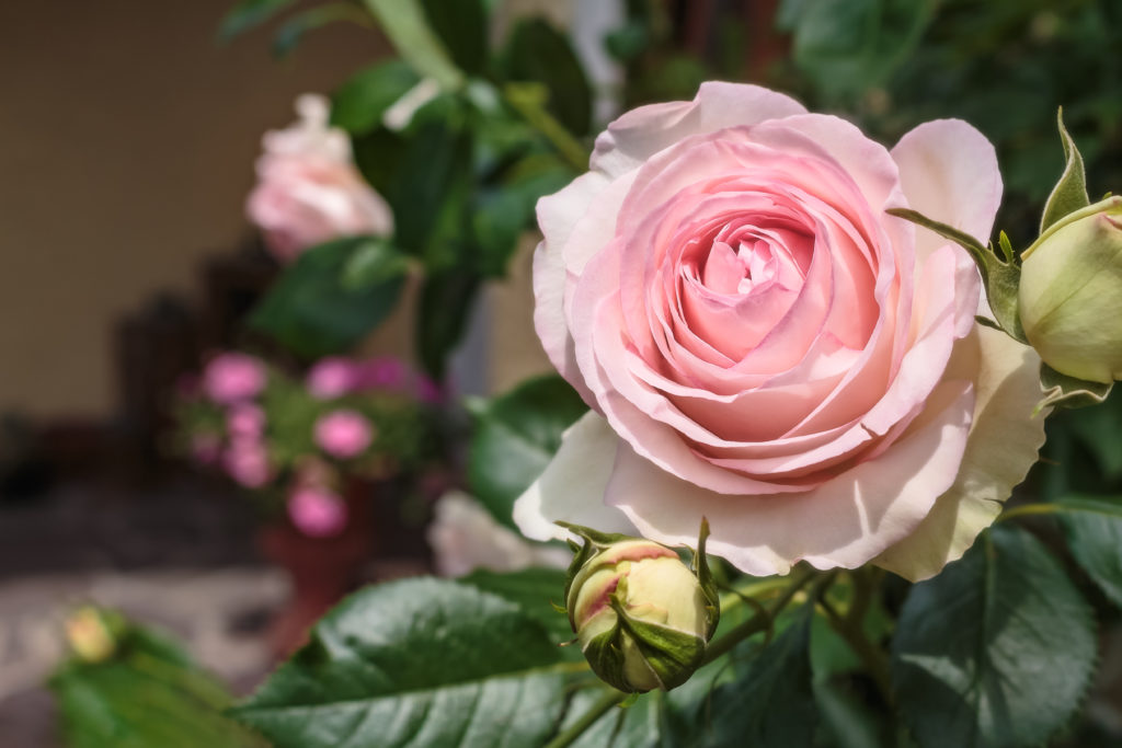Rose 'Eden Rose 85' in Hellrosa