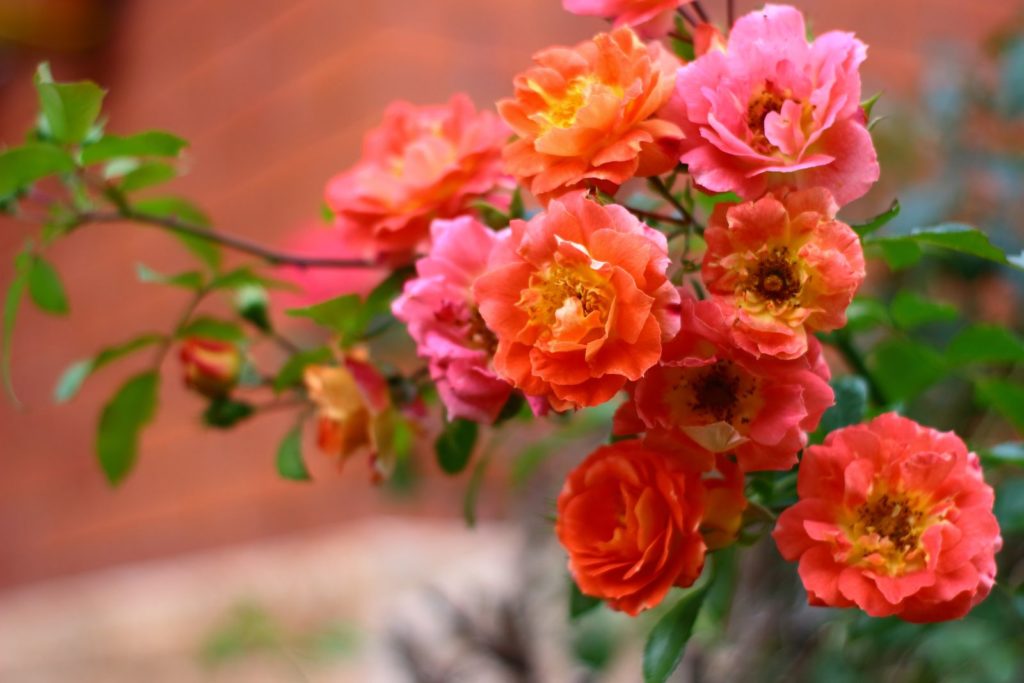 Rose Gebrüder Grimm