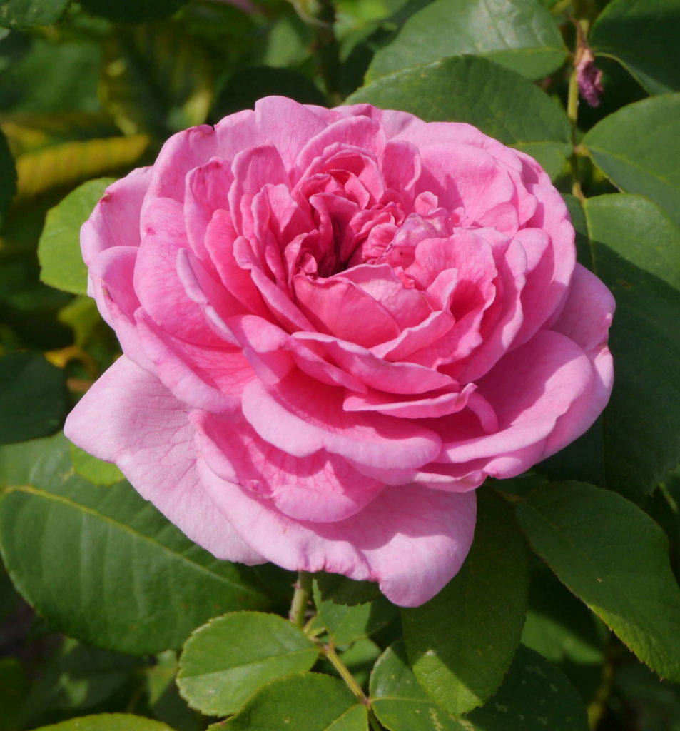 Rose 'Gertrude Jekyll' in Rosa