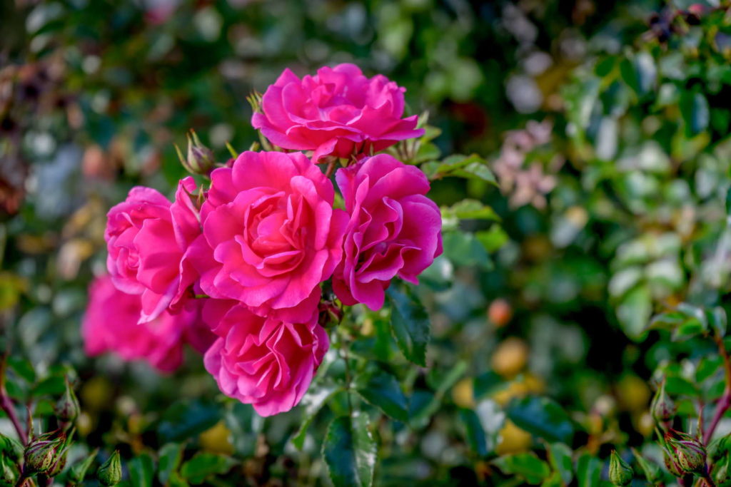 Rose 'Maxi Vita' in Pink