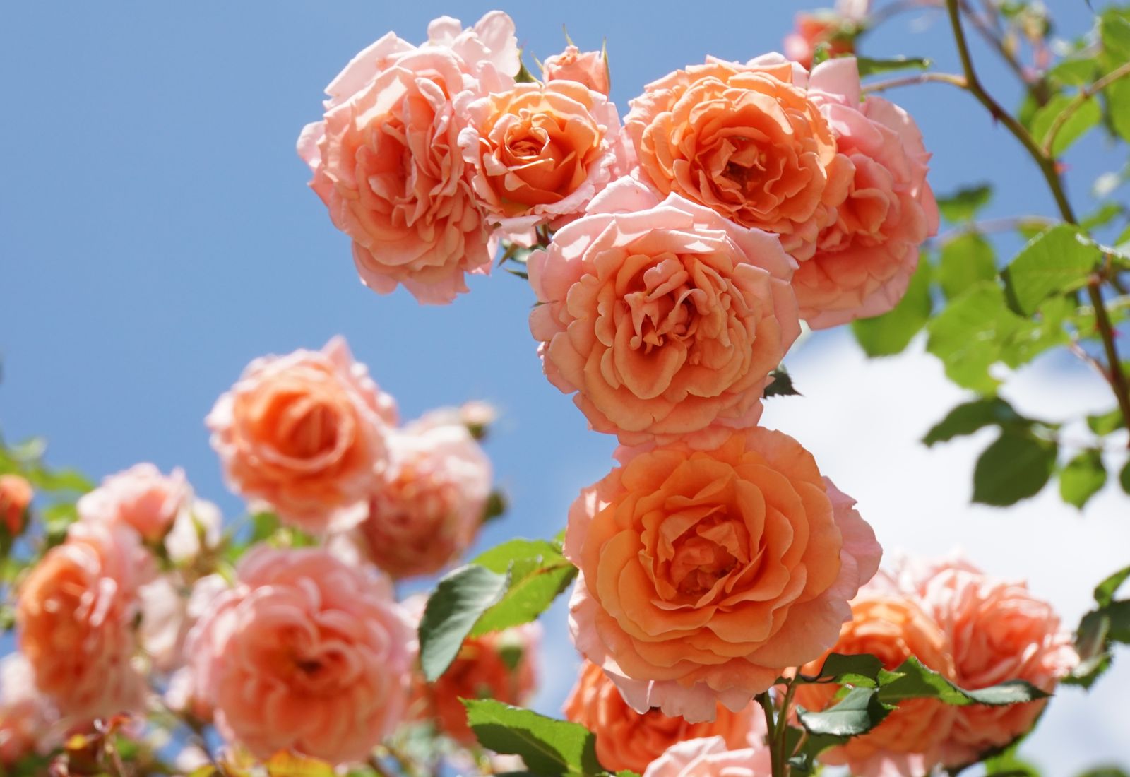 Orange Rosen Die 10 Schonsten Sorten Plantura