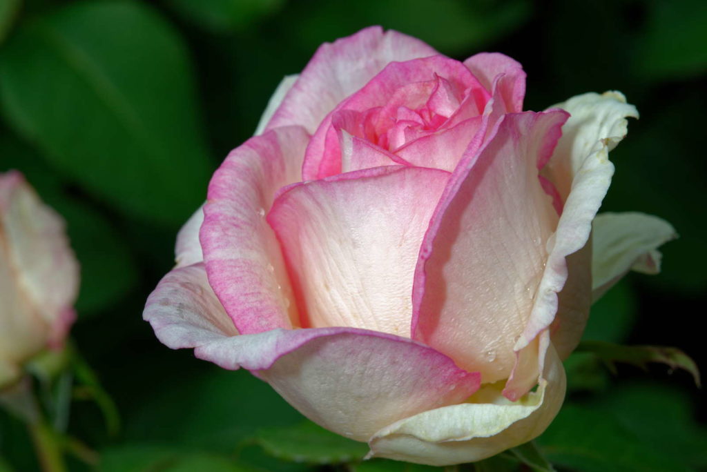 Rose 'Souvenir de Baden-Baden' nah