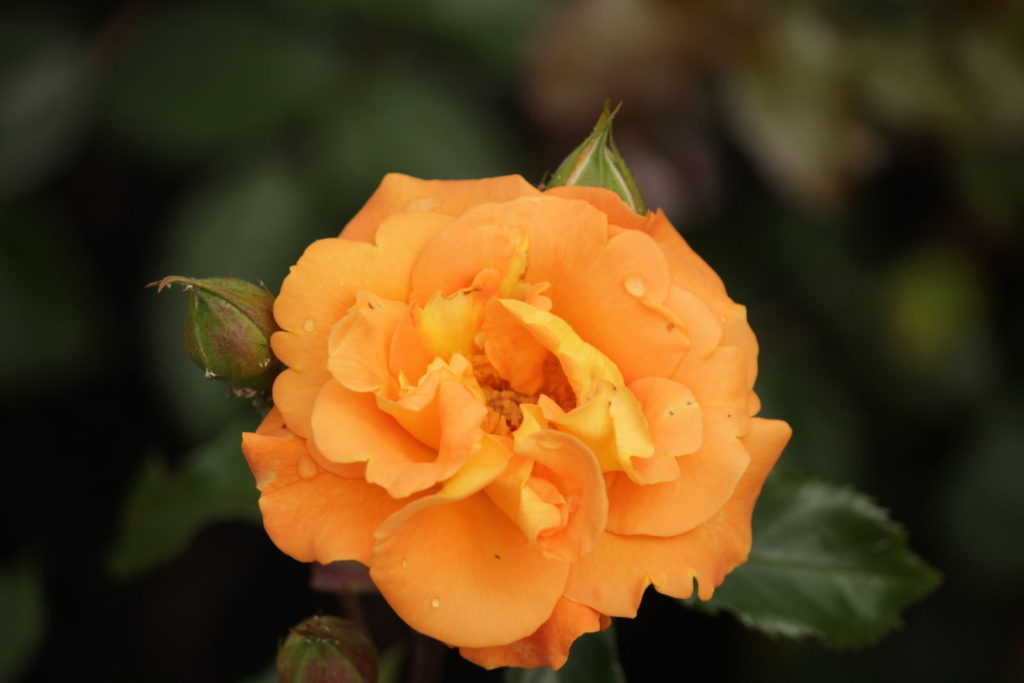 Rose Westzeit