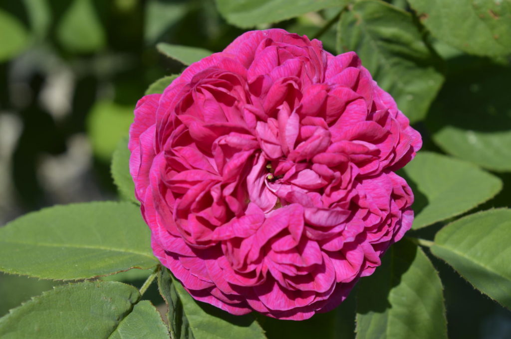 Große pinke Rose