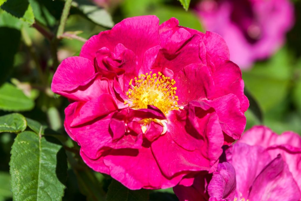 Rose gallica var. officinalis