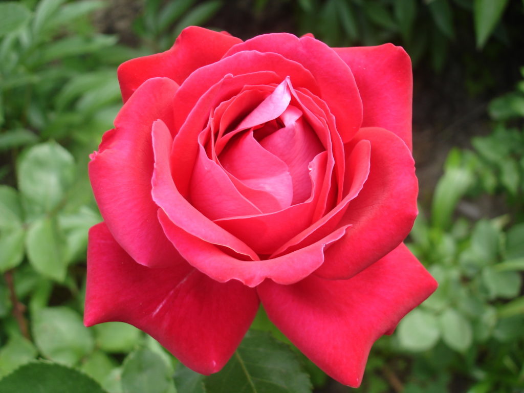 Rote Rose 'Duftwolke' nah