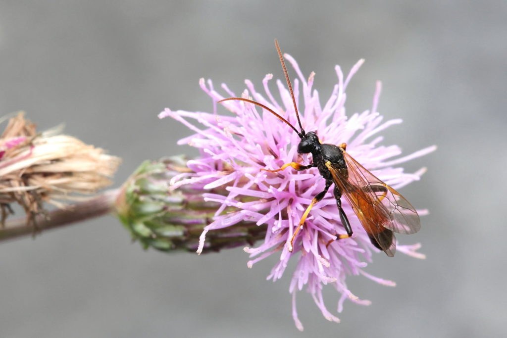 Schlupfwespe auf einer Blume
