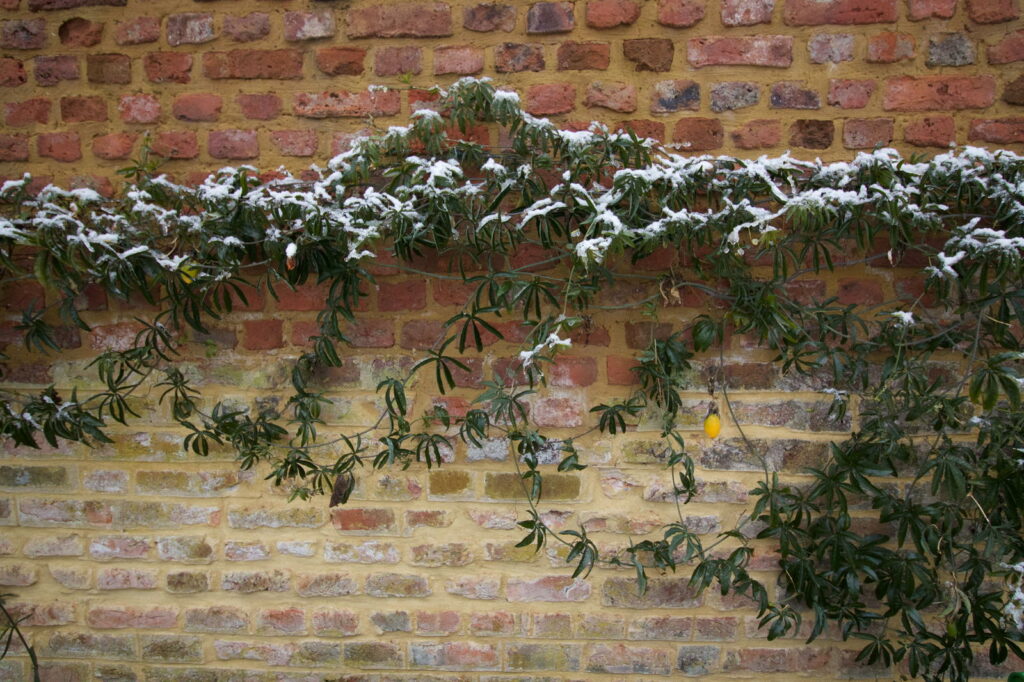 Passionsblumen an der Wand