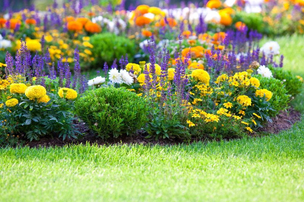 Tagetes, Ziersalbei und Chrysanthemen