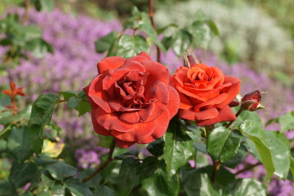 Rose Terracotta