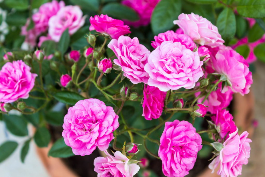 Rosa-weiße Rosen