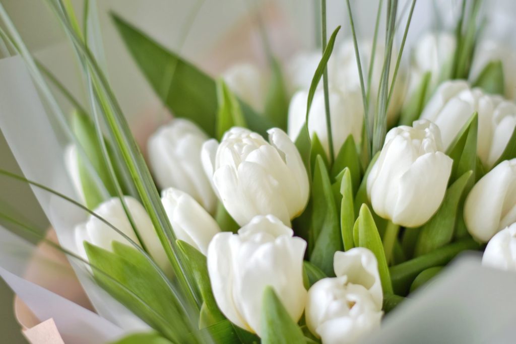 Ein Strauß weißer Tulpen