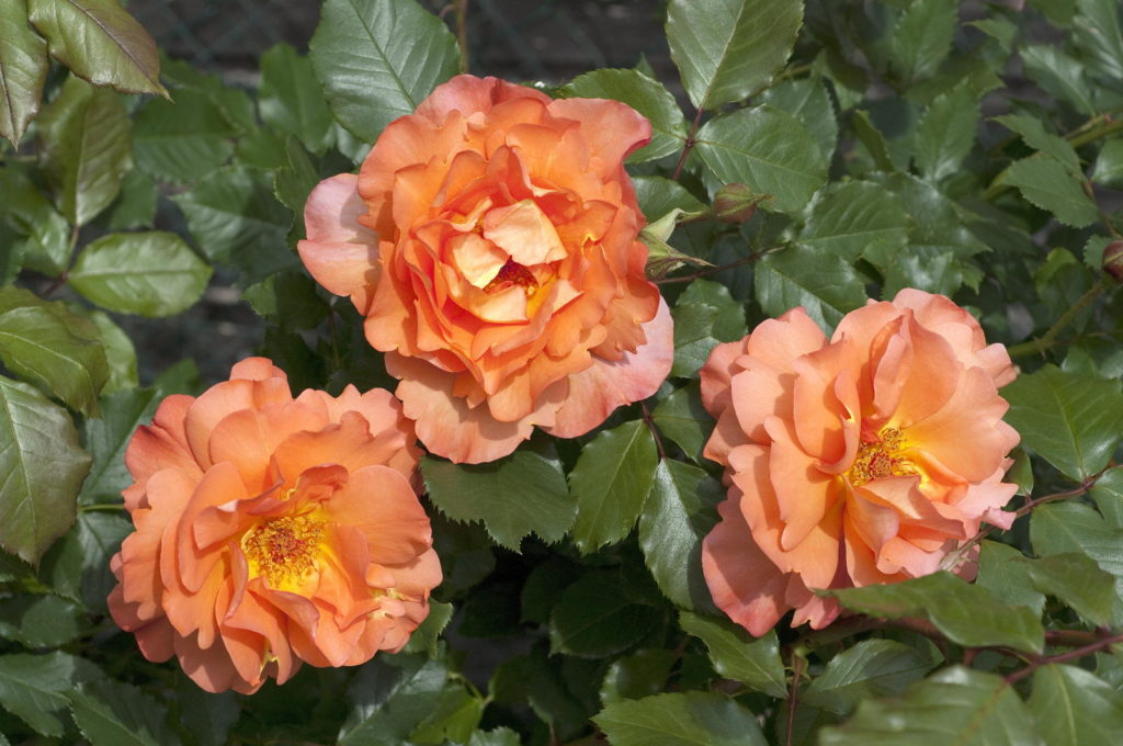 Orangene Rose