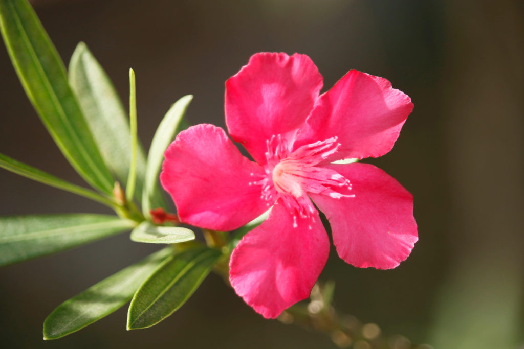 Wilder Oleander nah