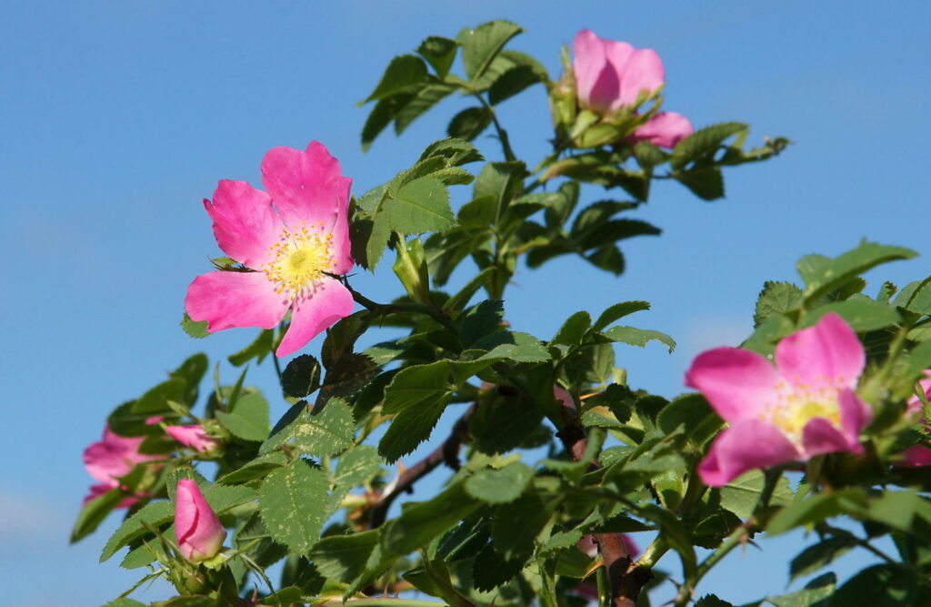 Rosa Wildrosen