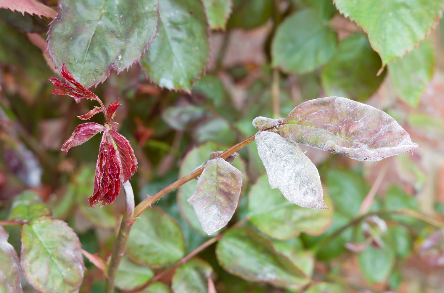 Rosenkrankheiten Symptome & Bekämpfung Plantura