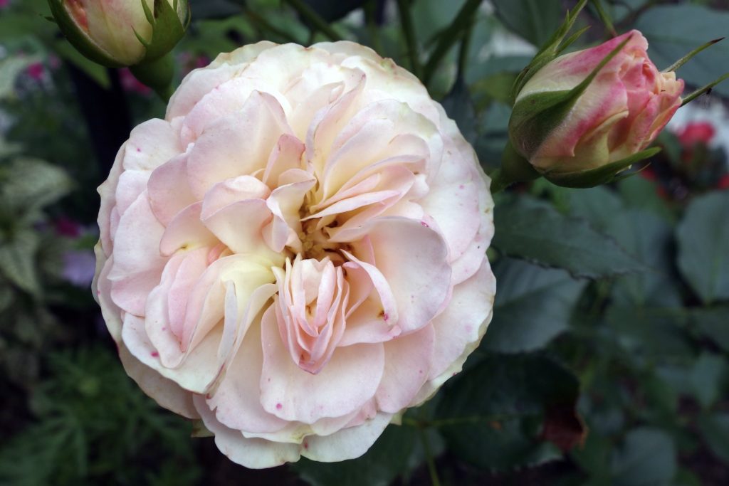 rosane Englische Rose