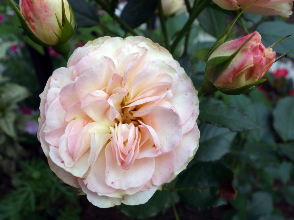 Englische Rose A Shropshire Lad