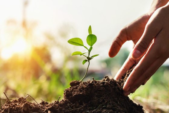Nachhaltiges Gärtnern: 9 Tipps für umweltbewusste Gärtner