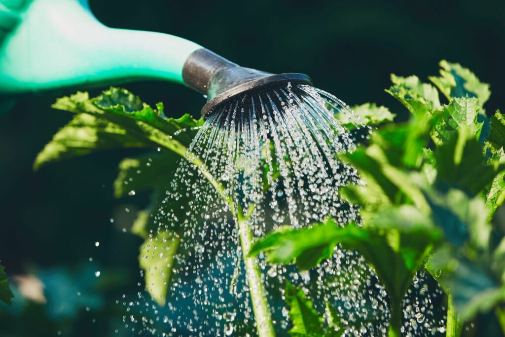 Gießkanne um Wasser zu sparen