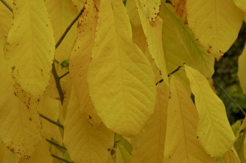 Gelbe Blätter der Indianerbanane im Herbst