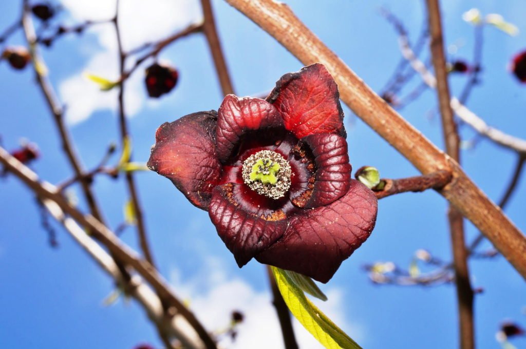 Blüte der Indianerbanane