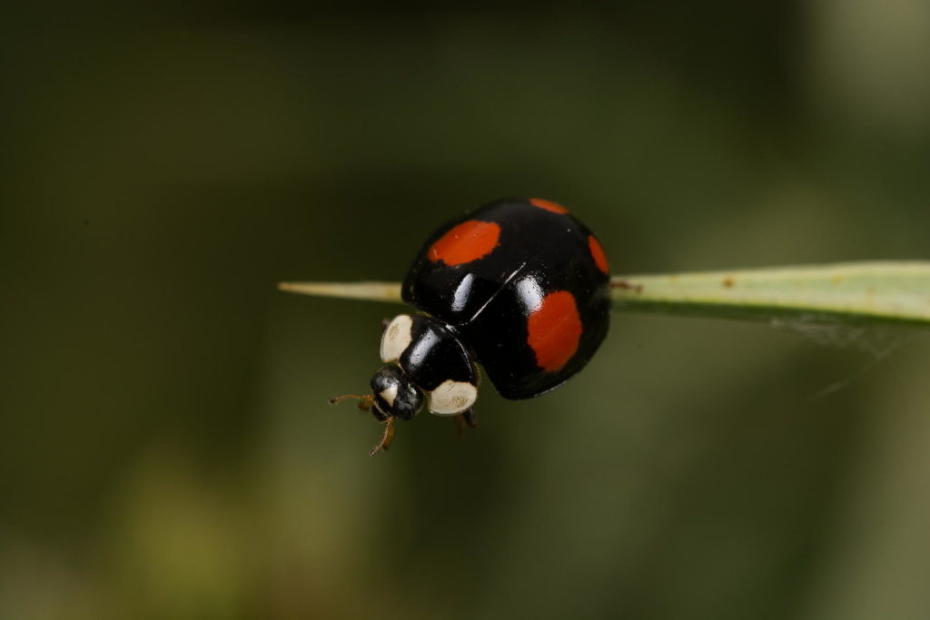 Vierfleckiger Kugelmarienkäfer