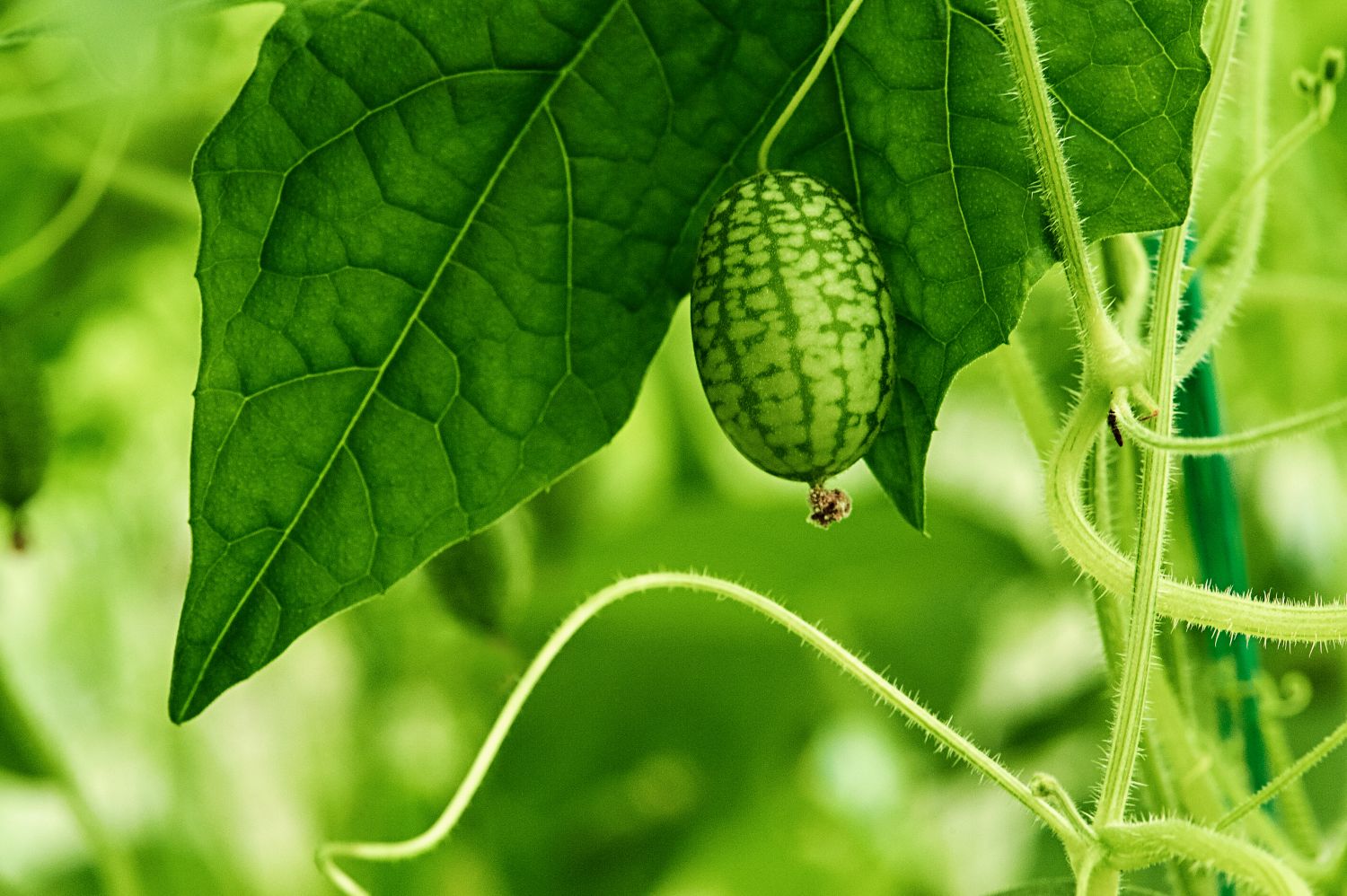 Mexikanische Minigurke: Pflanzen &amp; Pflegen der Cucamelon