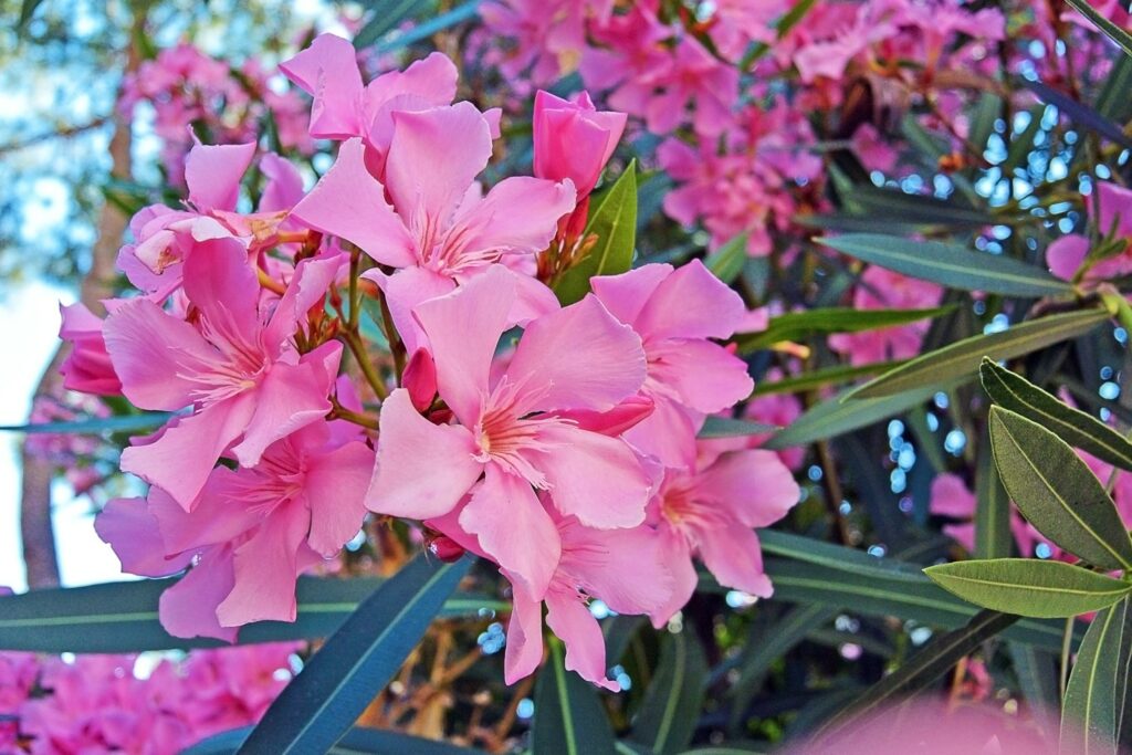 Blüte des Oleanders