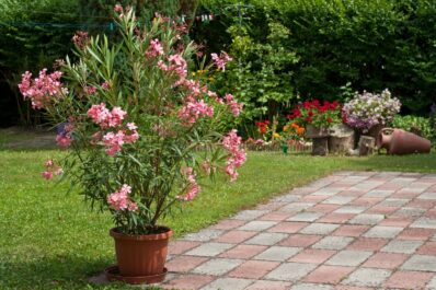Oleander kaufen: Hilfreiche Tipps zu Kauf & Bezugsquellen
