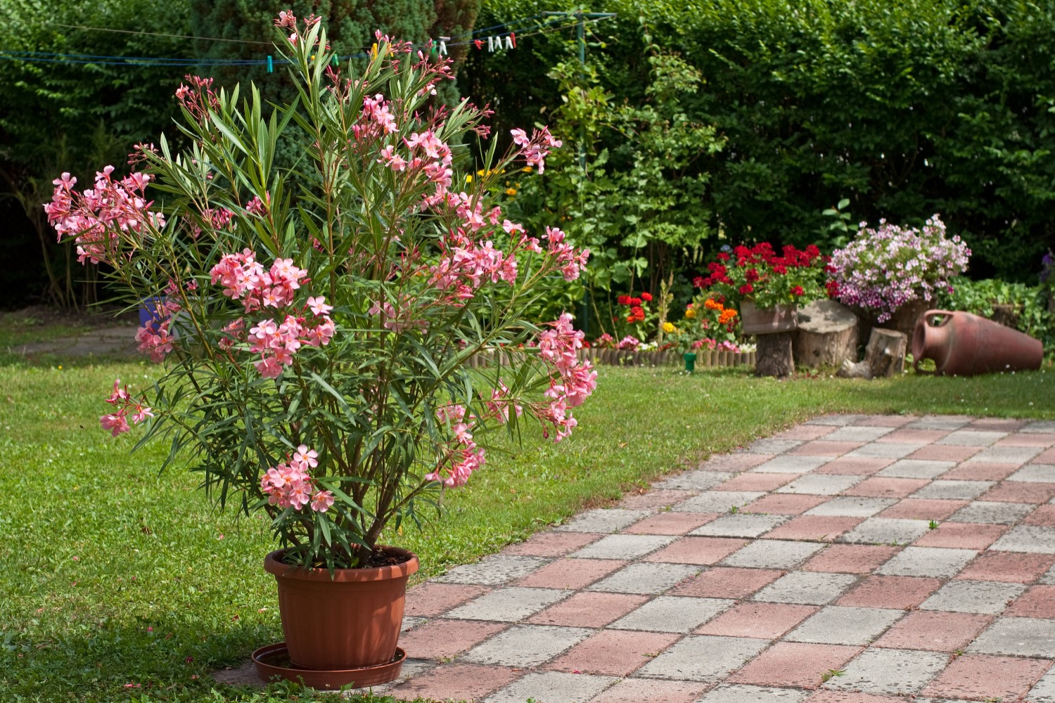 Oleander kaufen Tipps zu Kauf & Bezugsquellen Plantura