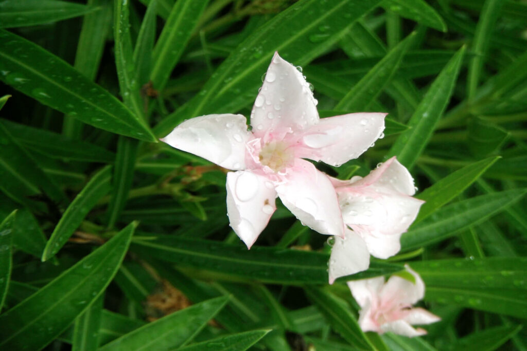 Nasse Blüte des Oleanders
