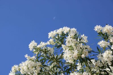 Oleander vermehren: Vermehrung durch Samen, Stecklinge & Co