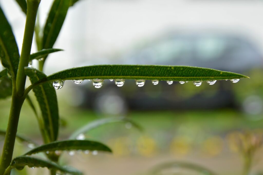 Oleanderblätter mit Wassertropfen
