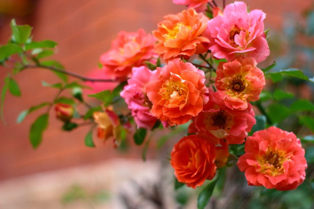 Orangefarbene Rose 'Gebrüder Grimm'