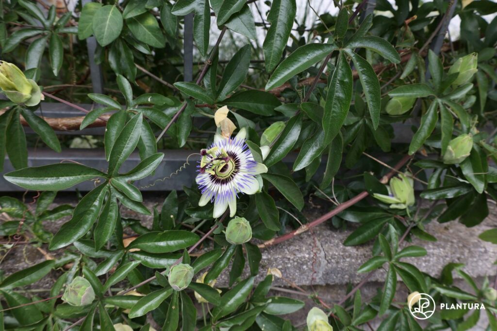 verholzte Triebe der Passionsblume
