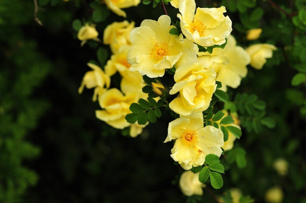 gelbe Wildrose Rosa hugonis