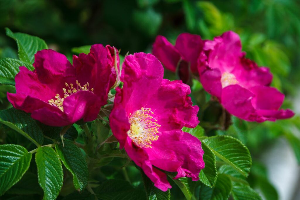 Zimt-Rose mit dunkelrosa Blüten