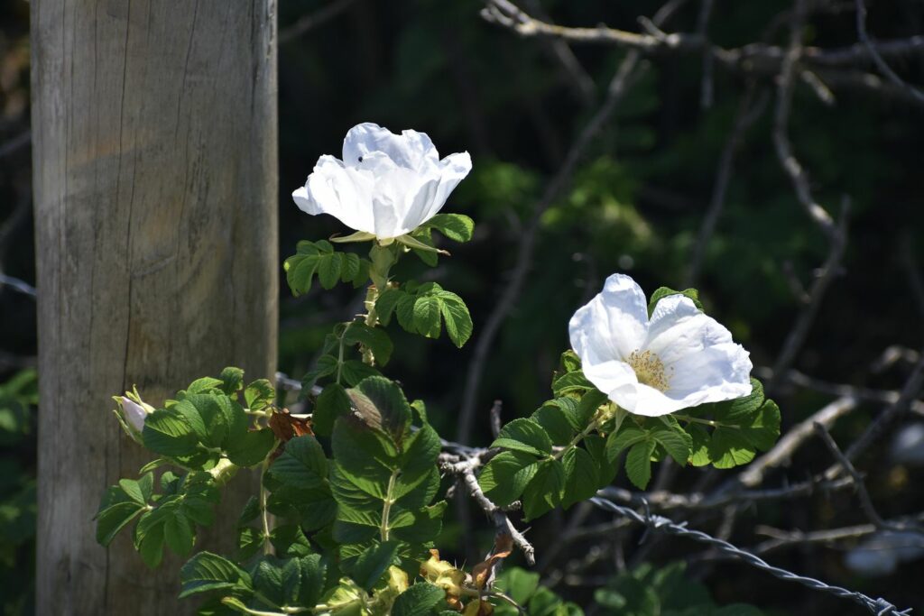 Kleinblütige Rose mit weißen Blüten