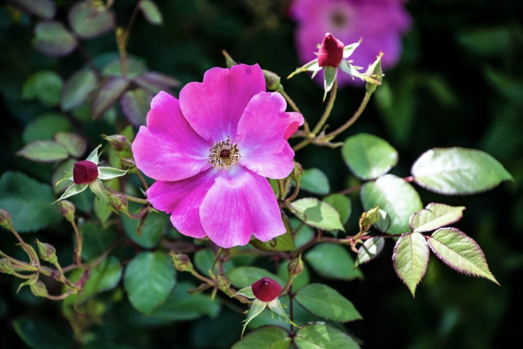 rosa Blüte der Glanz-Rose